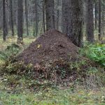 Kuidas alustada tervislikku eluviisi