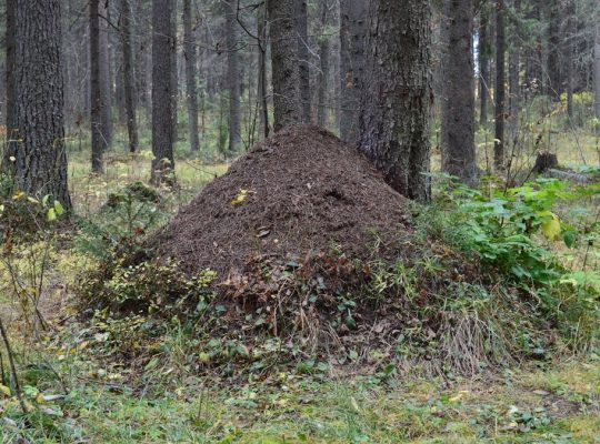 Explore the natural beauty of an anthill nestled in a lush Syktyvkar forest.