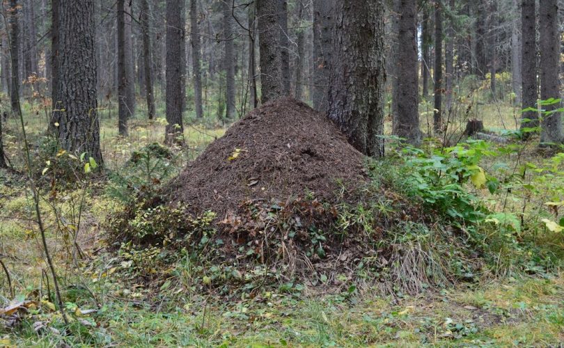 Explore the natural beauty of an anthill nestled in a lush Syktyvkar forest.